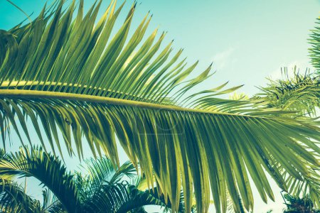 Photo for Palm branch against a turquoise sky lit by sunlight. Green blue toned photo. Aqua color saturated. Summer travel banner. Exotic island nature concept. - Royalty Free Image