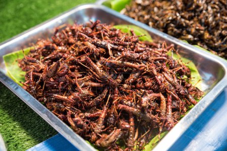 Fried Insects - locusts and grasshoppers on a vendor stall, street food of Thailand.