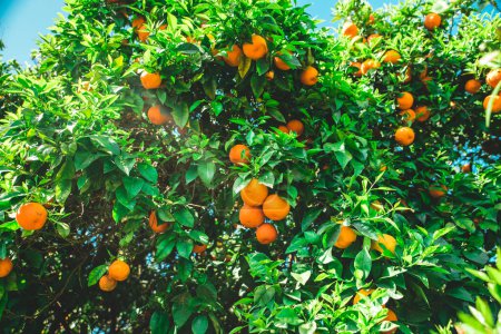 Foto de Jardín de mandarina con hojas verdes y frutas maduras. Huerto de mandarín con cítricos en maduración. Fondo de fruta natural al aire libre. - Imagen libre de derechos