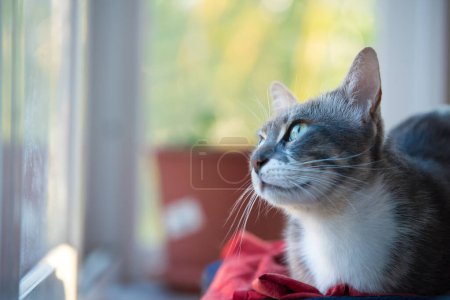 A gray cat sits on the windowsill and looks out the window onto the street in fascination. Daydreaming cat lies on the windowsill. copy space