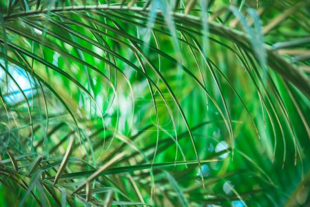 Téléchargez les photos : Fond tropical d'été dans des tons vert vif. gros plan sur la branche de palmier. feuille de palmier en détail. des vibrations tropicales estivales. espace de copie - en image libre de droit