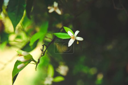 Téléchargez les photos : Agrumes blanc fleur gros plan. agrumes fleurit sur un fond flou dans le jardin. soft focus bokeh - en image libre de droit