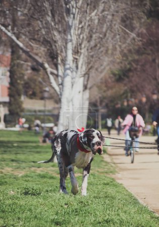 Photo for Black and white Great Dannes dog walking in the park - Royalty Free Image