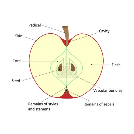 Téléchargez les photos : Diagramme étiqueté d'une pomme. La structure interne du fruit du pommier. Coupe longitudinale d'une pomme. Fruits charnus. - en image libre de droit