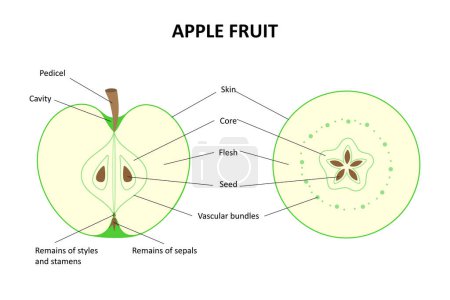 Die innere Struktur der Frucht des Apfelbaums. Längsschnitt eines Apfels. Querschnitt eines Apfels. Beschriftetes Diagramm eines Apfels. 