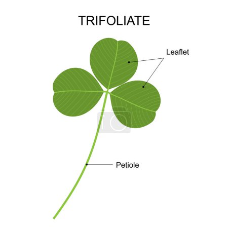 Photo for Clover leaf, an example of a compound leaf. Trifoliate. Diagram of a compound leaf. - Royalty Free Image