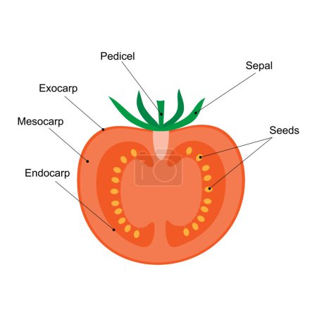 Téléchargez les photos : Le fruit est une baie, diagramme. Coupe longitudinale d'une tomate. Fruits charnus. - en image libre de droit