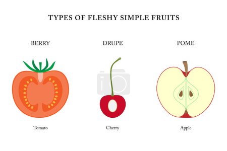 Téléchargez les photos : Types de fruits simples charnus (baies, drupes, dômes)). - en image libre de droit