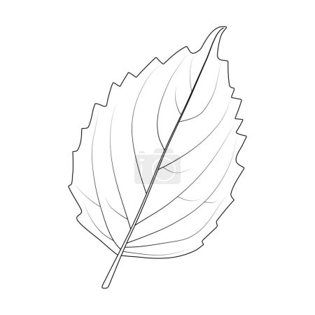 Foto de Hoja de albahaca sobre fondo blanco. Ilustración en blanco y negro. - Imagen libre de derechos