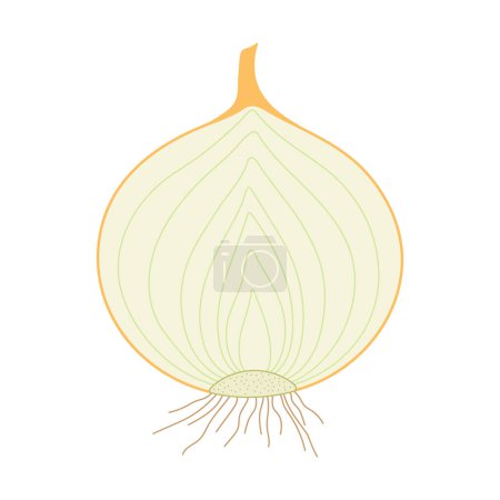 Téléchargez les photos : Oignon (Allium cepa). Ampoule. Section longitudinale. - en image libre de droit