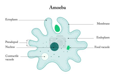 Photo for Amoeba on a white background. Anatomy of an Amoeba. - Royalty Free Image