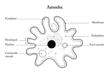 Anatomía de una ameba. Amoeba sobre fondo blanco.