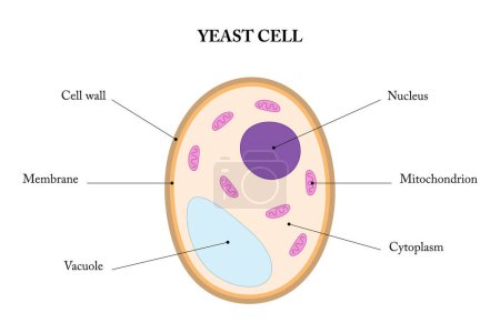 Photo for Labeled diagram of a yeast cell. - Royalty Free Image