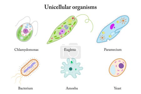 Einzellige Organismen. Chlamydomonas, Euglena, Paramecium, Bakterien, Amöben, Hefe.