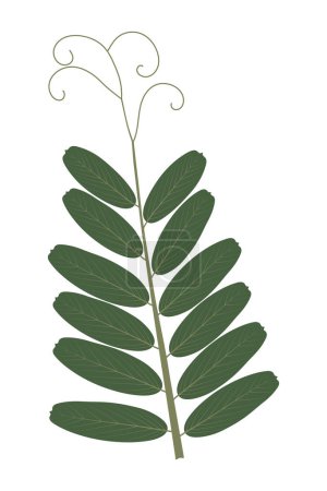 Téléchargez les photos : Feuille composée avec des vrilles. Vicia hirsuta. Modification des feuilles. - en image libre de droit
