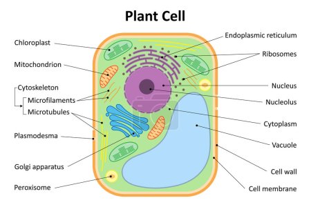 Photo for Structure of a plant cell. Plant cell organelles. Diagram. - Royalty Free Image