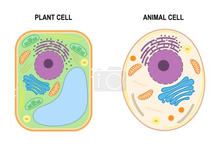 Die Struktur einer Pflanzenzelle und einer tierischen Zelle.