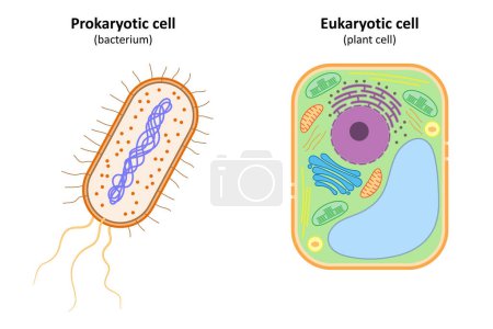 Photo for Prokaryotic cell (bacterium) and eukaryotic cell (plant cell). - Royalty Free Image