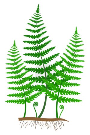Photo for Green fern on a white background. - Royalty Free Image