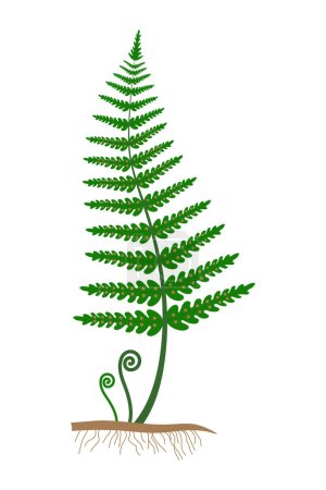 Photo for Fern on a white background. - Royalty Free Image
