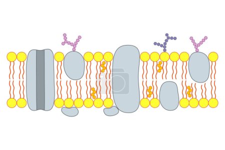 Photo for The structure of the cell membrane. - Royalty Free Image