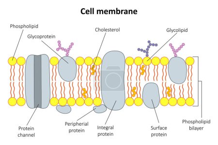 Téléchargez les photos : La structure de la membrane cellulaire. Graphique 1. - en image libre de droit