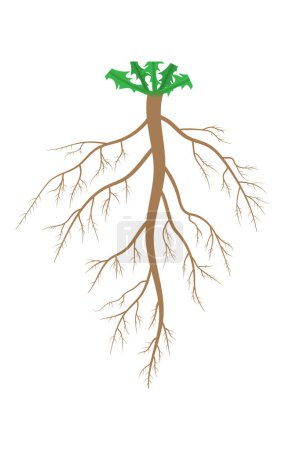 La estructura del sistema de raíz.
