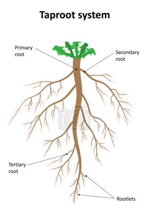 Die Struktur des Pfahlwurzelsystems. Beschriebenes Diagramm.
