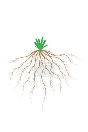Fibrous root system. Monocots. Diagram.