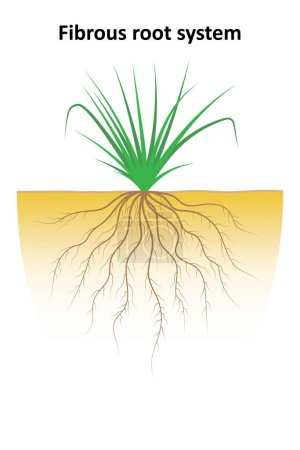 Fibrous root system. Diagram. Monocots.