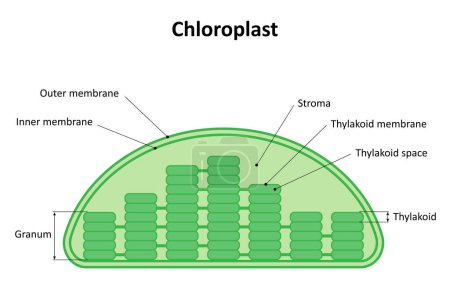 La estructura del cloroplasto. Diagrama.