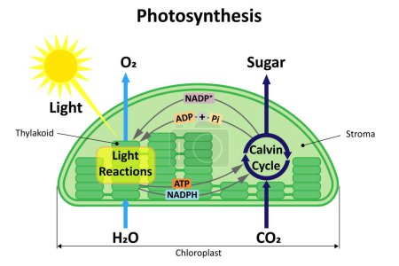 The process of photosynthesis in a plant. Diagram.