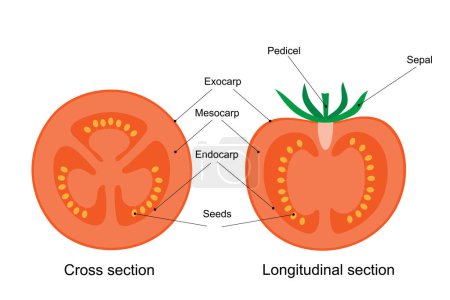 Diagramm einer Tomatenfrucht. Quer- und Längsschnitt.