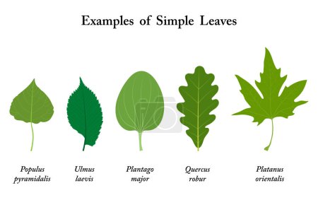 Ilustración de Ejemplos de hojas simples. Populus, Ulmus laevis, Plantago major, Quercus robur, Platanus orientalis. - Imagen libre de derechos