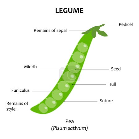 Illustration for Legume. Pea (Pisum sativum). Internal view of fruit. - Royalty Free Image