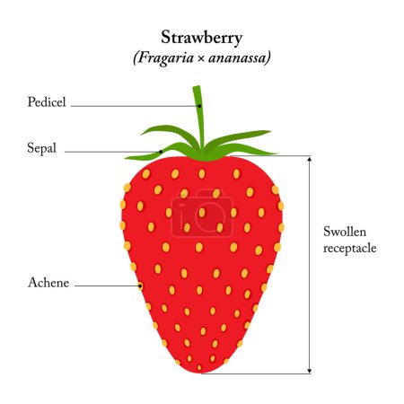 Illustration for Strawberry (Fragaria ananassa). External view of fruit. - Royalty Free Image