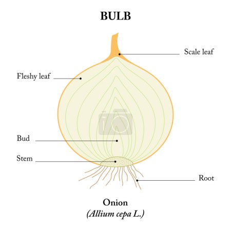 Illustration for Onion (Allium cepa). Longitudinal section. - Royalty Free Image