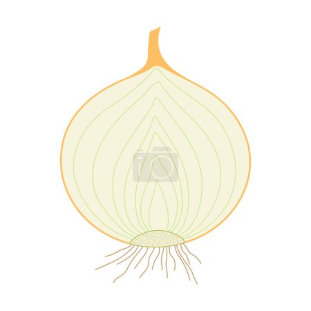 Illustration for Onion (Allium cepa). Bulb. Longitudinal section. - Royalty Free Image