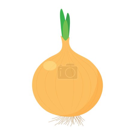 Illustration for Onion on a white background. - Royalty Free Image