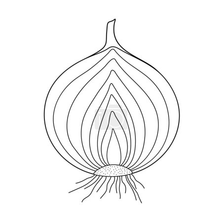 Illustration for Onion on a white background. Black and white illustration. - Royalty Free Image