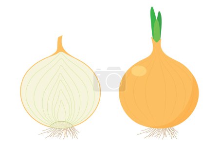 Illustration for Onion isolated on white background. - Royalty Free Image