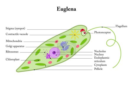 Ilustración de Euglena sobre un fondo blanco. Estructura interna. - Imagen libre de derechos