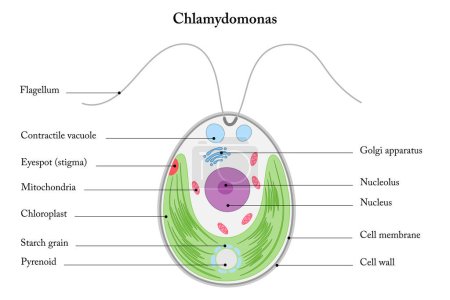 Illustration for Structure of Chlamydomonas. Diagram. Green algae on a white background. - Royalty Free Image