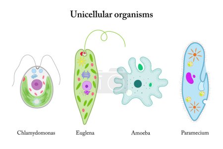 Ilustración de Organismos unicelulares. Chlamydomonas, Euglena, Amoeba, Paramecium. - Imagen libre de derechos