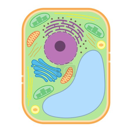 Téléchargez les illustrations : Structure d'une cellule végétale. Organites cellulaires végétaux. - en licence libre de droit