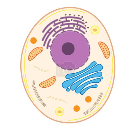 Ilustración de Estructura de una célula animal. Organelos de células animales. - Imagen libre de derechos