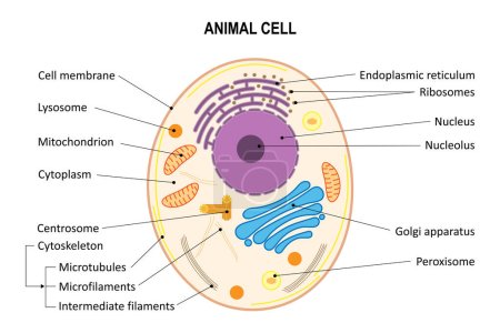 Téléchargez les illustrations : Cellule animale. Schéma. Organites cellulaires animaux. - en licence libre de droit