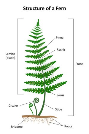 Illustration for Structure of a fern. Diagram. - Royalty Free Image
