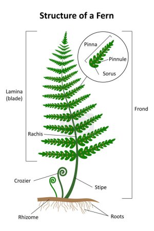 Illustration for The structure of a fern. Diagram. - Royalty Free Image