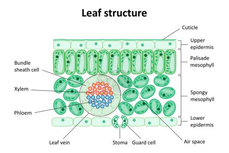 Internal structure of the leaf. Diagram. Leaf structure.